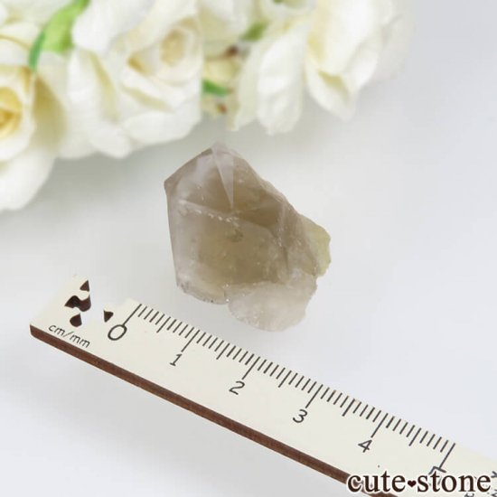 ǥʥ٥ The Bull vein ե饤Ȥη뾽ʸСNo.7μ̿3 cute stone