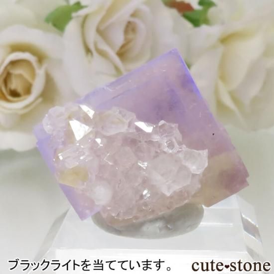 ǥʥ٥ The Bull vein ե饤ȡĤη뾽ʸСNo.12μ̿3 cute stone
