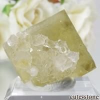 ǥʥ٥ The Bull vein ե饤ȡĤη뾽ʸСNo.12β