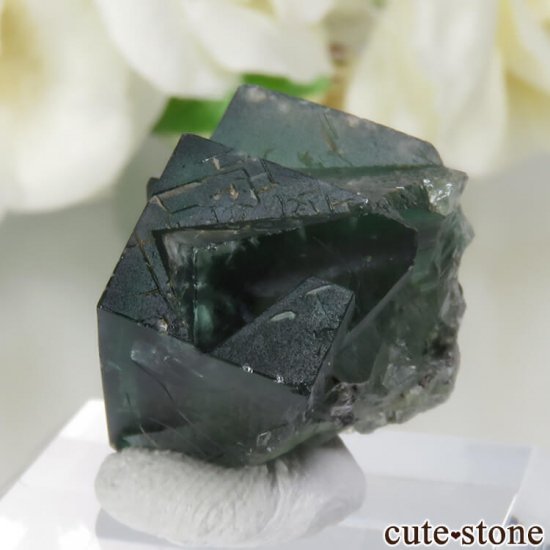 ǥʥ٥Lady Annabella˻ ꡼ե饤Ȥη뾽ʸСNo.8μ̿1 cute stone