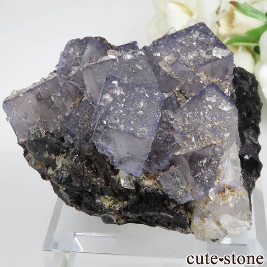 ꥫ ०åɹۻ ѡץ֥롼ե饤ȡե饤ȡ륵Ȥθ No.36μ̿0 cute stone