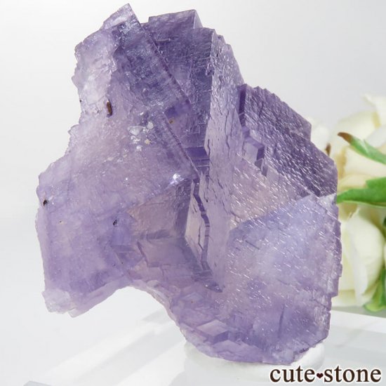 ꥫ ०åɹۻ ѡץ֥롼ե饤Ȥθ No.37μ̿0 cute stone