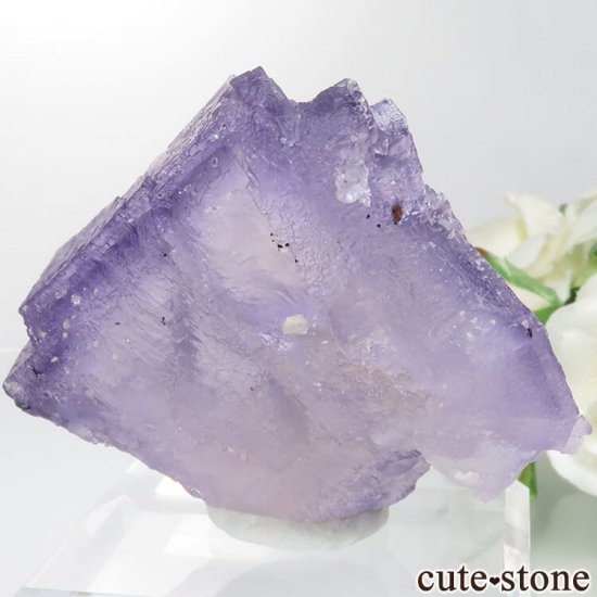 ꥫ ०åɹۻ ѡץ֥롼ե饤Ȥθ No.37μ̿1 cute stone