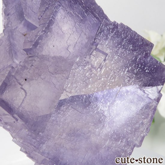 ꥫ ०åɹۻ ѡץ֥롼ե饤Ȥθ No.37μ̿4 cute stone
