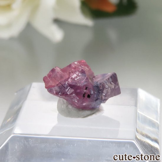 󥶥˥ Winza ѡץԥ󥯥եθ No.1μ̿1 cute stone