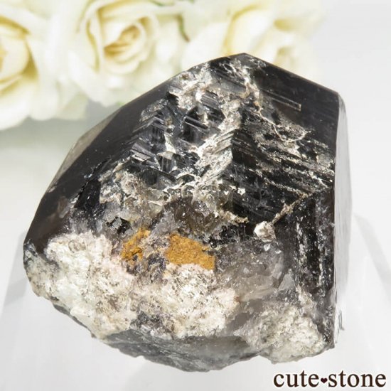 츩 Ҿ׻ 󥴡 - ꥪ(徽)θСʹ񻺡 No.1μ̿2 cute stone