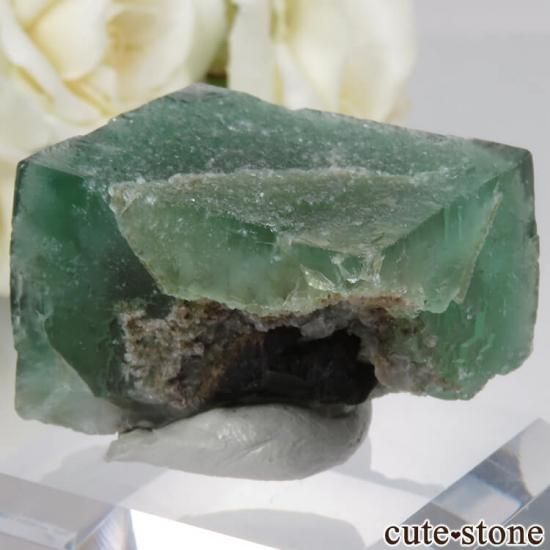 Diana Mariaۻ Truffle Pig Pocket ե饤Ȥθ No.3μ̿0 cute stone