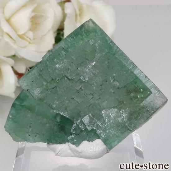 Diana Maria Smoky Rabbit Pocket フローライト Diana Maria Smoky Rabbit Pocket フローライト Diana Maria Smoky