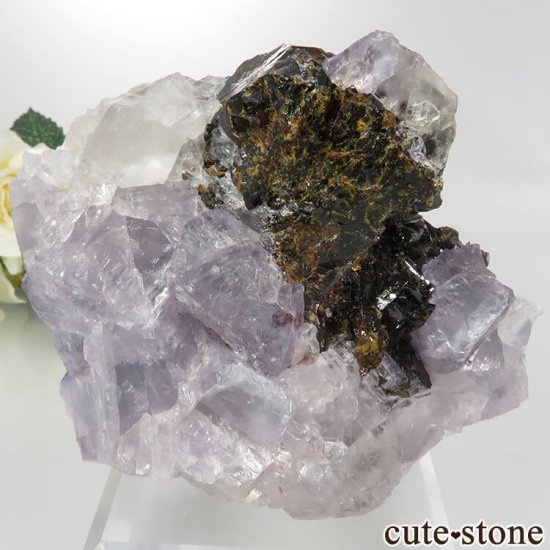 ꥫ ०åɹۻ ѡץ֥롼ե饤ȡե饤 No.39μ̿0 cute stone