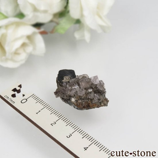 󥰥 Newlandside ѡץե饤ȡʤθ No.1μ̿1 cute stone