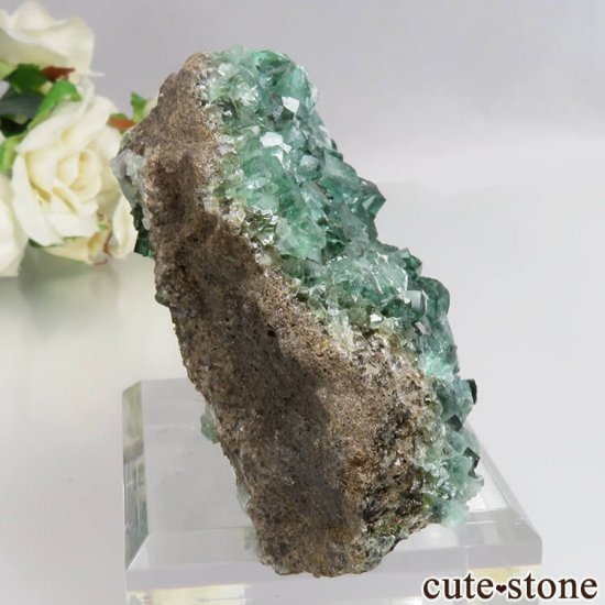 󥰥 Diana Mariaۻ ָե饤Ȥդ No.13μ̿0 cute stone
