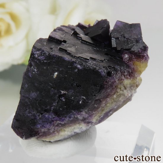 ɥ Zehntausend Ritter Mine ѡץߥե饤 No.10μ̿1 cute stone