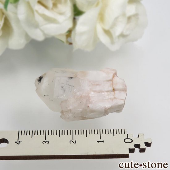 ޥ뻺 ۥȥ󥯥ġ徽ˤθ No.1μ̿2 cute stone
