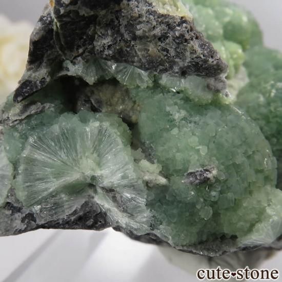 ꥫ 󥽡 Montgomery County ٥饤Ȥθ No.1μ̿5 cute stone