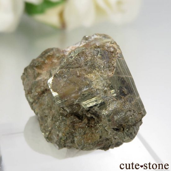 ꥫ ե˥ Darwin ѥ饤Ȥθ No.1μ̿0 cute stone