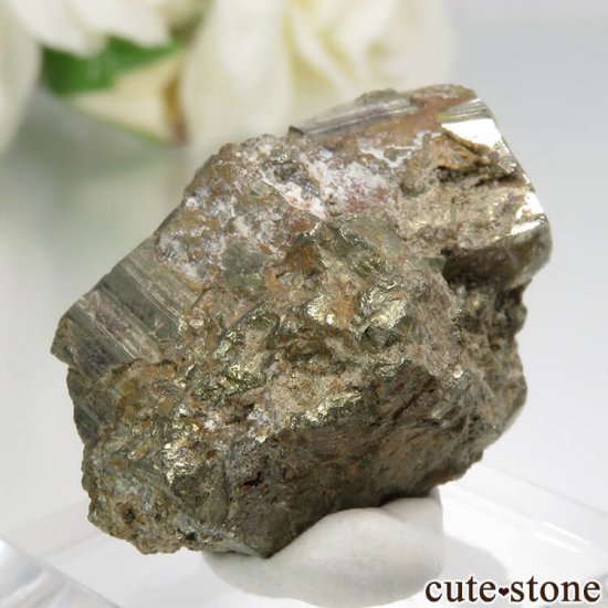 ꥫ ե˥ Darwin ѥ饤Ȥθ No.1μ̿1 cute stone