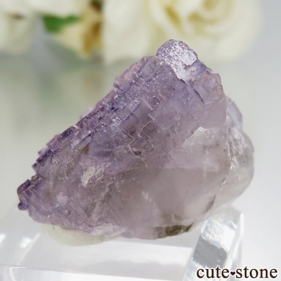 ᥭ Coahuila ѡץե饤Ȥη뾽ʸСNo.4μ̿1 cute stone
