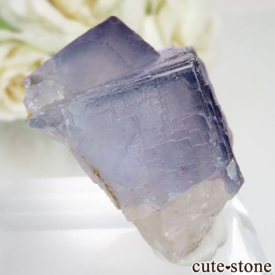 ѥ Х󽣻 ѡץե饤Ȥθ No.8μ̿0 cute stone