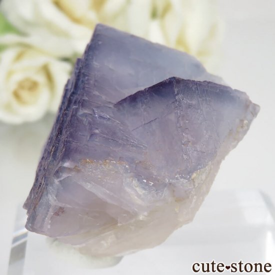 ѥ Х󽣻 ѡץե饤Ȥθ No.8μ̿2 cute stone