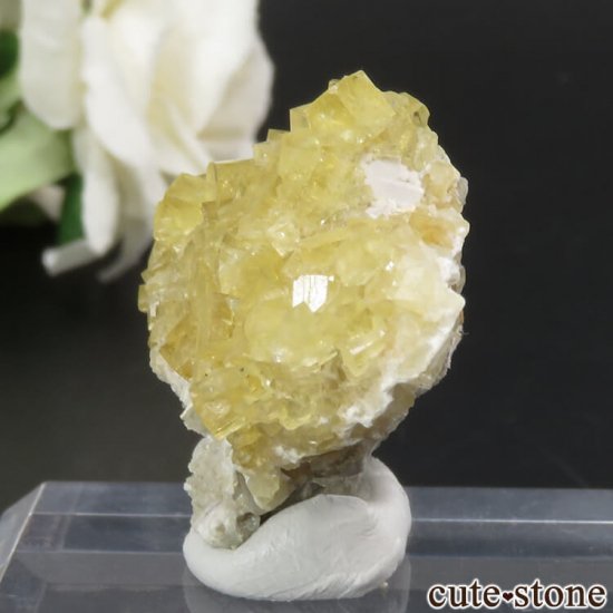 ڥ Gloria Mine ե饤Ȥθ No.1μ̿2 cute stone