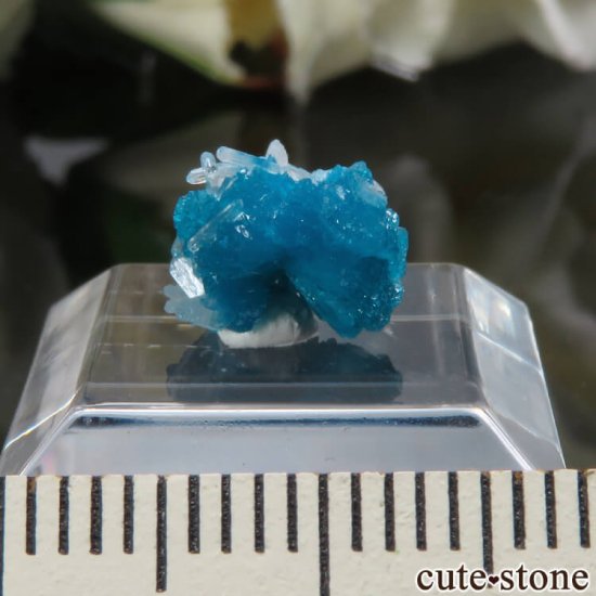  ץ͡ Х󥵥ȡƥХȤθ No.35μ̿0 cute stone