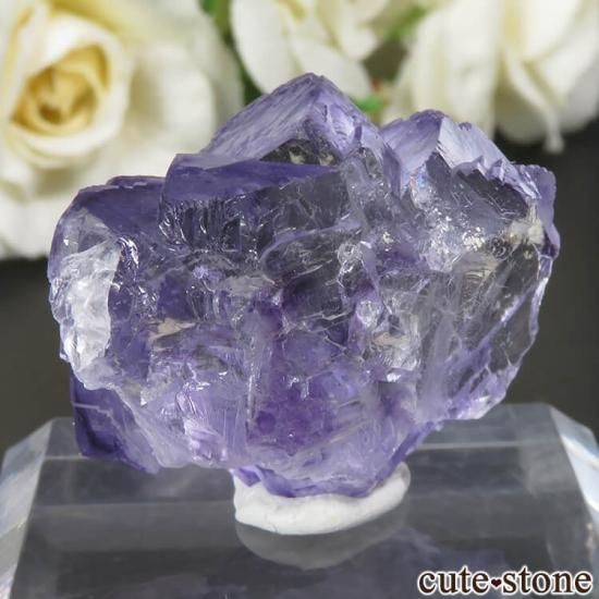 䥪󥷥 ѡץ֥롼ե饤Ȥθ No.62μ̿1 cute stone