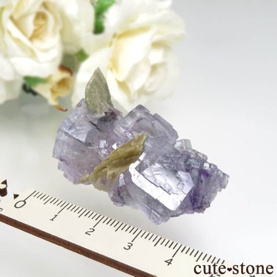 䥪󥷥 ˾뾽ե饤Ȥθ No.66μ̿5 cute stone