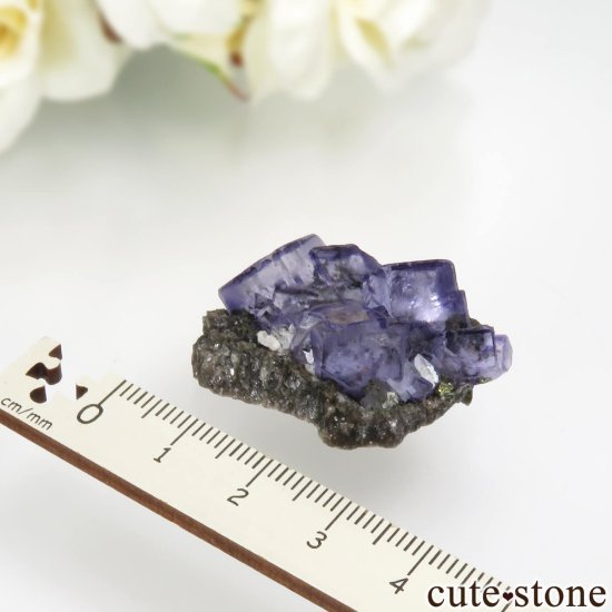 䥪󥷥 ѡץ֥롼ե饤Ȥθ No.72μ̿3 cute stone
