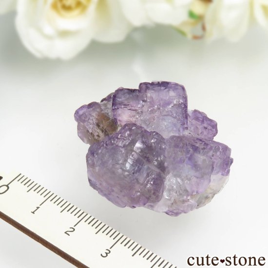 ꥫ ˥塼ᥭ ѡץߥ꡼ե饤Ȥθ No.18μ̿4 cute stone