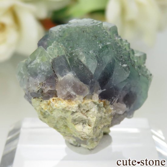 ڥ Gloria Mine ꡼ߥѡץ֥롼ե饤Ȥθ No.1μ̿1 cute stone