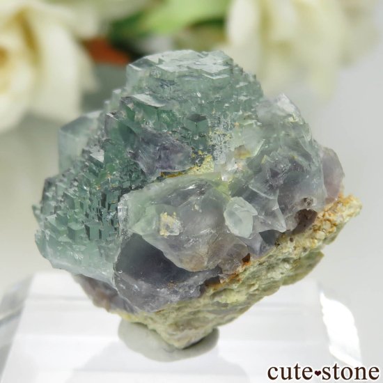 ڥ Gloria Mine ꡼ߥѡץ֥롼ե饤Ȥθ No.1μ̿2 cute stone