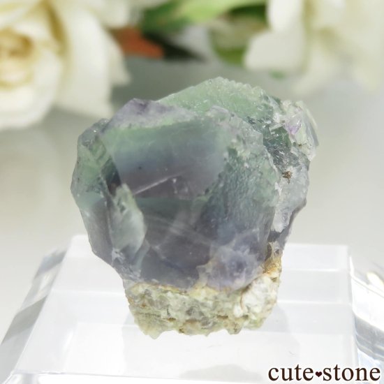ڥ Gloria Mine ꡼ߥѡץ֥롼ե饤Ȥθ No.2μ̿2 cute stone