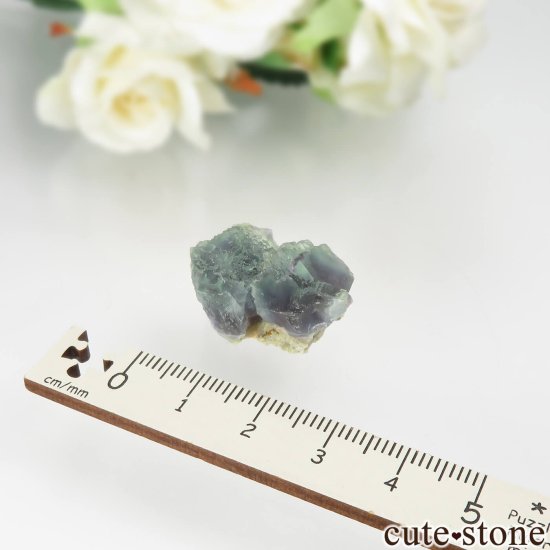 ڥ Gloria Mine ꡼ߥѡץ֥롼ե饤Ȥθ No.2μ̿3 cute stone