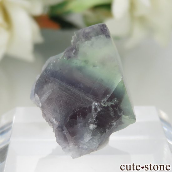 ڥ Gloria Mine ꡼ߥѡץ֥롼ե饤Ȥθ No.3μ̿0 cute stone