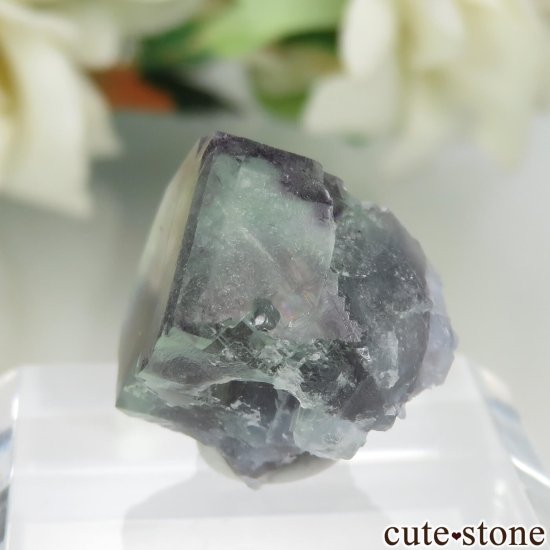 ڥ Gloria Mine ꡼ߥѡץ֥롼ե饤Ȥθ No.3μ̿2 cute stone