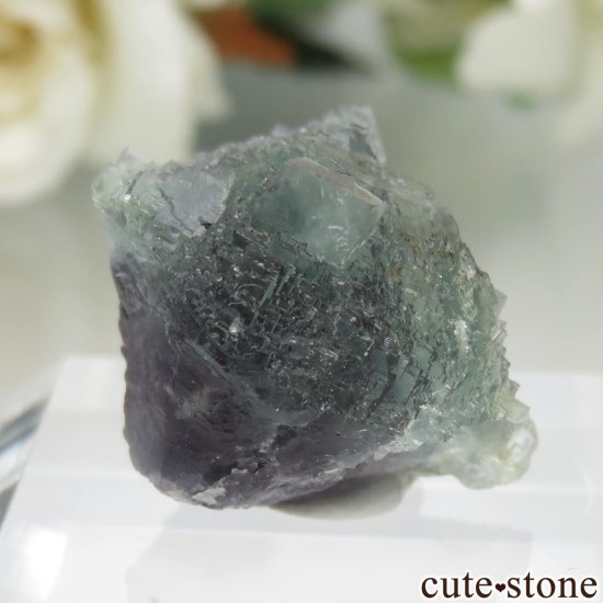 ڥ Gloria Mine ꡼ߥѡץ֥롼ե饤Ȥθ No.4μ̿0 cute stone