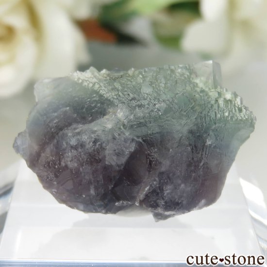 ڥ Gloria Mine ꡼ߥѡץ֥롼ե饤Ȥθ No.4μ̿1 cute stone