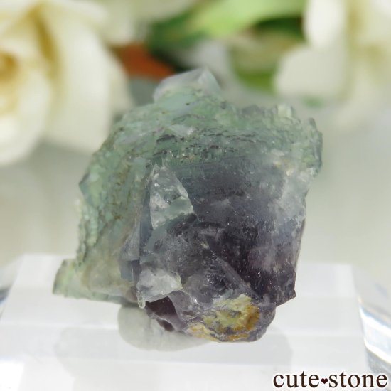ڥ Gloria Mine ꡼ߥѡץ֥롼ե饤Ȥθ No.4μ̿2 cute stone