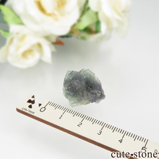 ڥ Gloria Mine ꡼ߥѡץ֥롼ե饤Ȥθ No.4μ̿3 cute stone