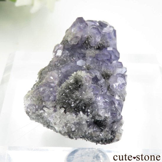 ʡ Xia Yang Mine ե饤ȡĤդ No.37μ̿0 cute stone