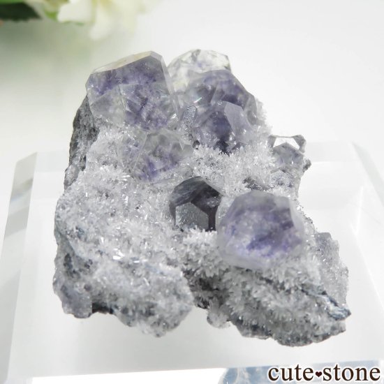 ʡ Xia Yang Mine ե饤ȡĤդ No.38μ̿0 cute stone