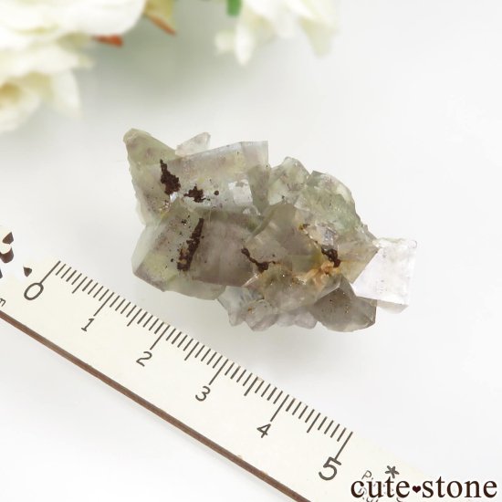 ɥ Johann Mine ե饤Ȥθ No.1μ̿5 cute stone