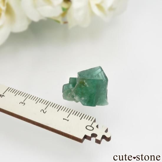 󥰥 Rogerley Mineۻ ָ ե饤Ȥθ No.23μ̿3 cute stone