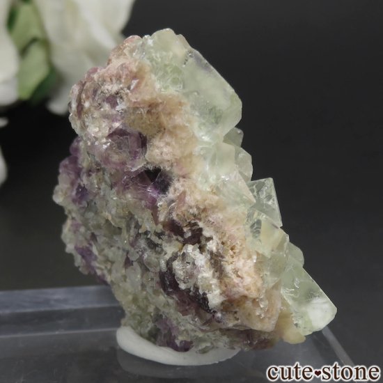 ʥߥӥ Okorusu Mine ե饤Ȥθ No.19μ̿0 cute stone