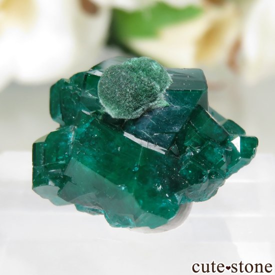 ڥꥯȾʡ 󥴻ʥߥӥ ץơ  2μ̿0 cute stone