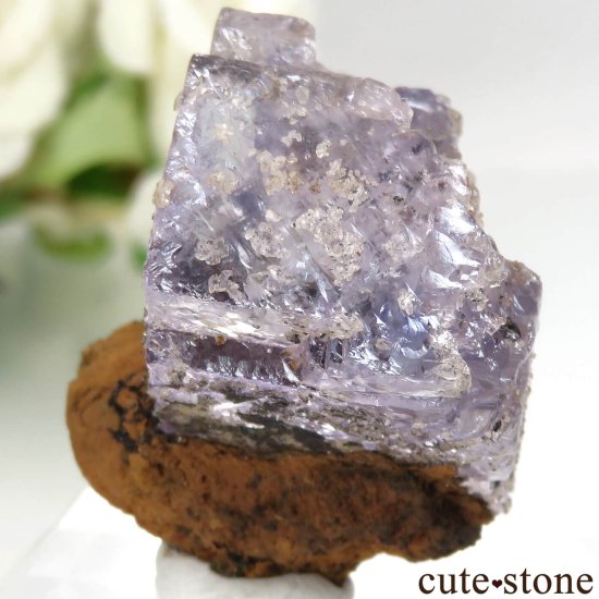 ᥭ Ojuela Mine (ϥ) ե饤Ȥθ No.4μ̿2 cute stone