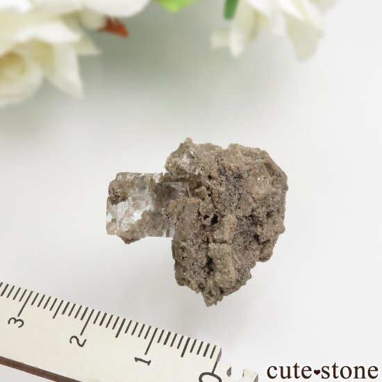 ˥塼衼 Walworth 顼쥹ե饤Ȥθ No.3μ̿4 cute stone