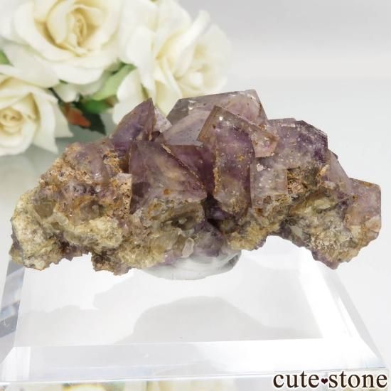 ɥ Stephanie Mine ѡץߥե饤Ȥθ No.1μ̿1 cute stone