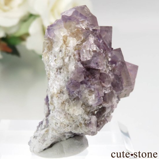ɥ Stephanie Mine ѡץߥե饤Ȥθ No.2μ̿0 cute stone