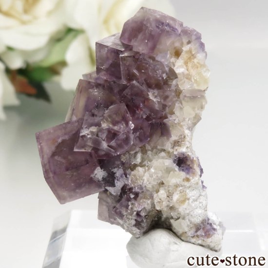 ɥ Stephanie Mine ѡץߥե饤Ȥθ No.2μ̿2 cute stone